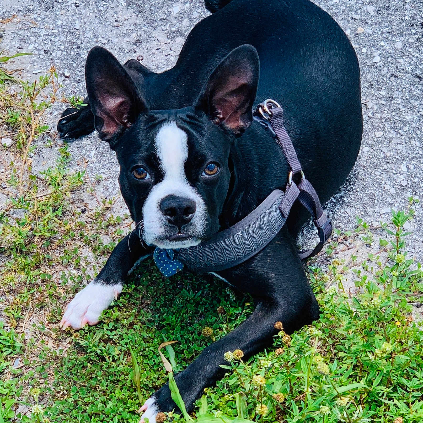Beau joined the competition — help win amazing prizes! boston_terrier, canidae, carnivore, companion_dog, dog, dog_breed, fawn, french_bulldog, grass, mammal, molosser, non_sporting_group, puppy, rare_breed_dog, snout, sporting_group, vertebrate