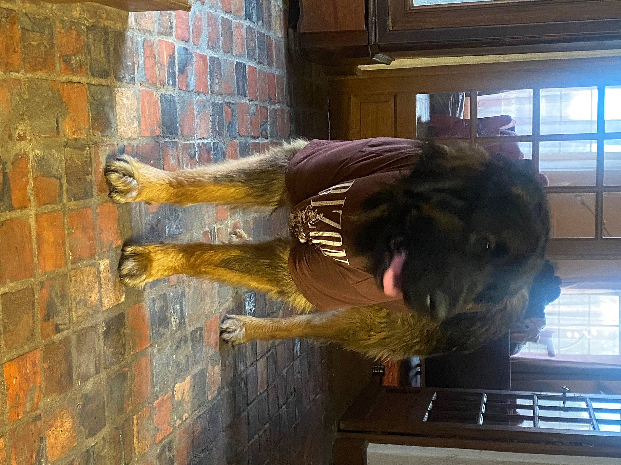 Léo participe au concours pour gagner de l'argent avec cette photo : art, brick, brickwork, fur, metal, sculpture, sporting_group, tail, vertebrate, window, wood