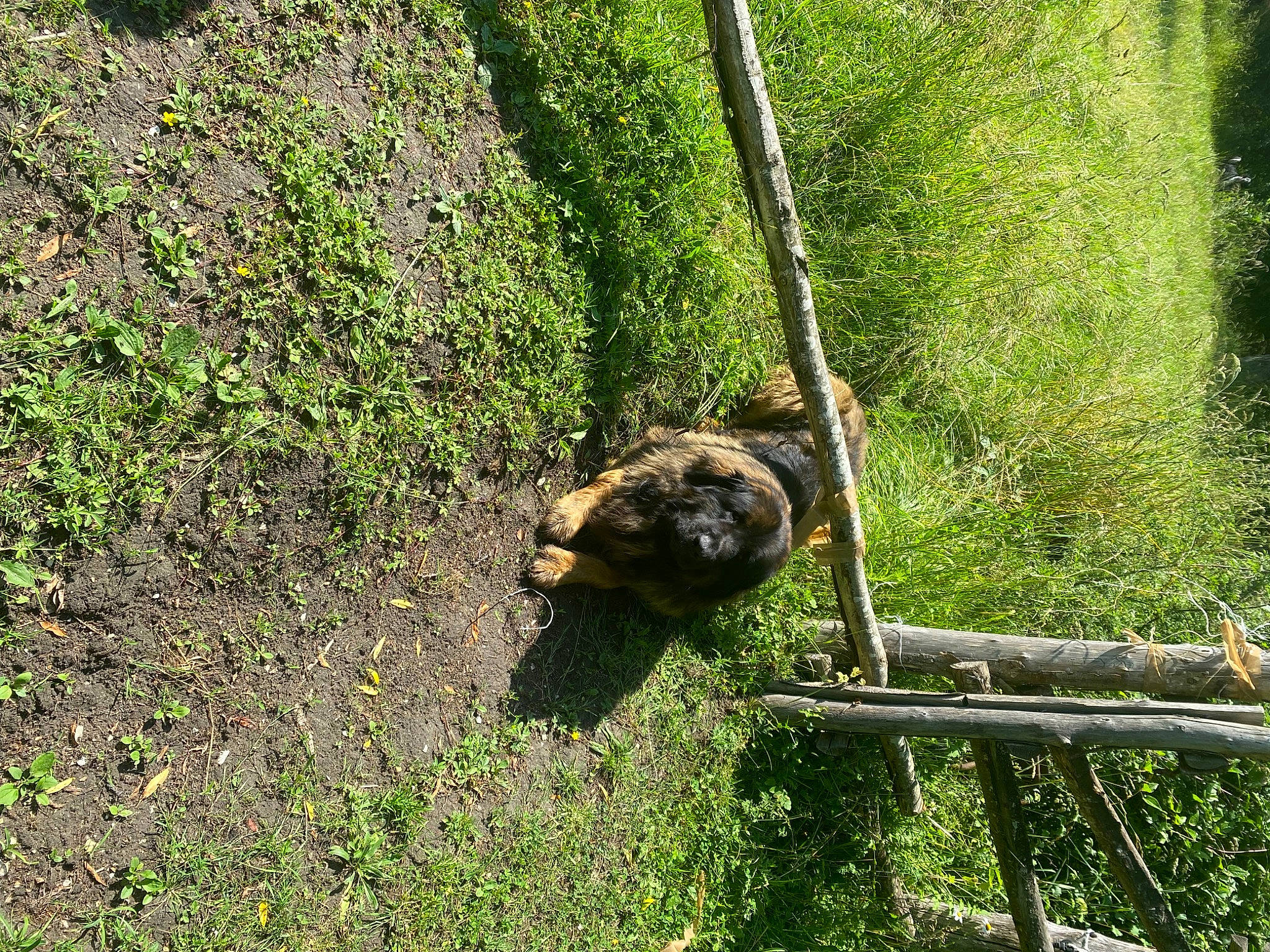Léo a rejoint le concours — aidez-le/la à gagner de superbes lots ! canidae, carnivore, cat, dog_breed, felidae, grass, grass_family, groundcover, plant, shadow, small_to_medium_sized_cats, soil, sporting_group, tail, terrestrial_animal, trunk, wildlife, zoo