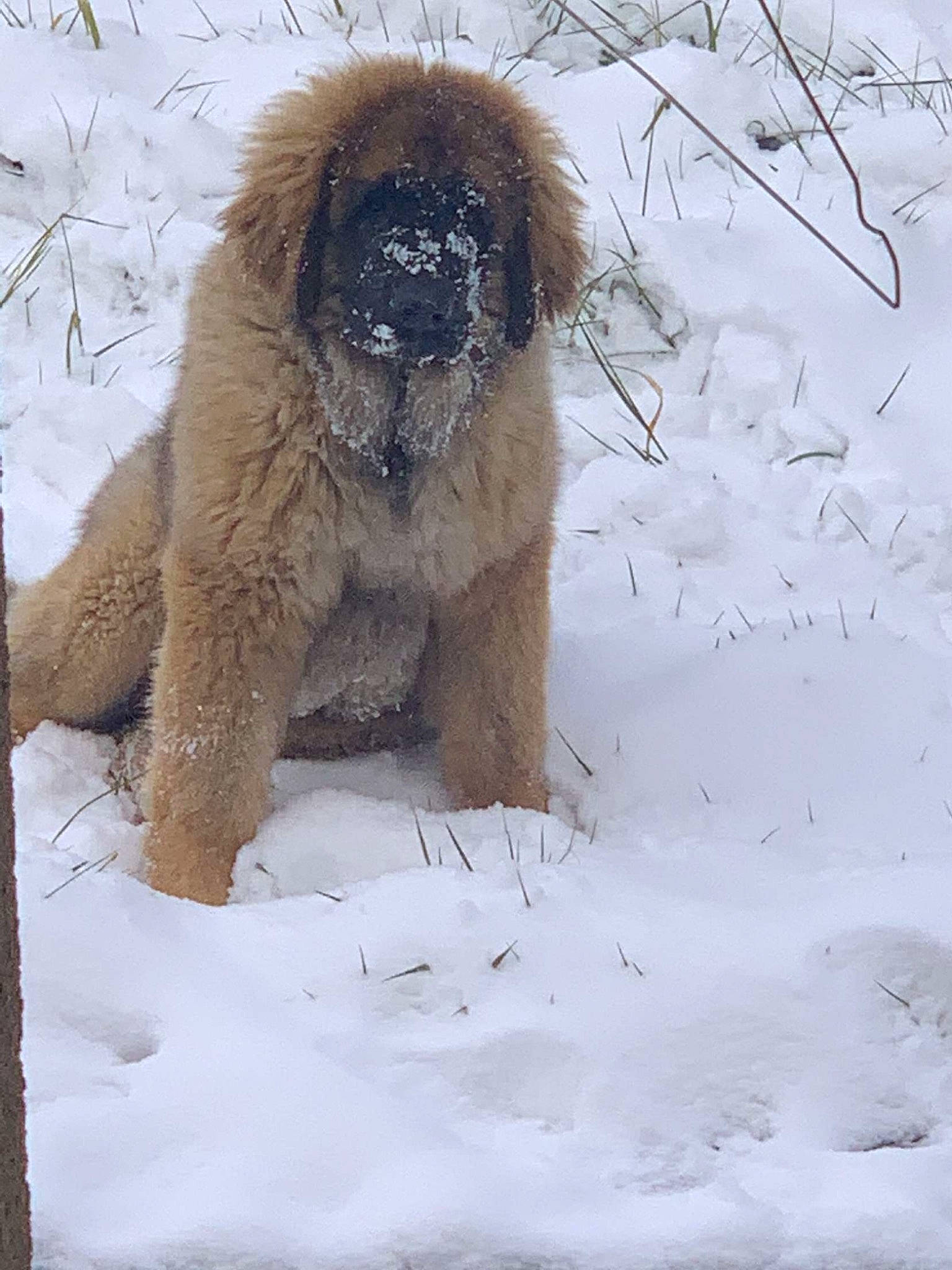 Léo a rejoint le concours — aidez-le/la à gagner de superbes lots ! canidae, dog_breed, fawn, freezing, fur, precipitation, primate, snow, sporting_group, terrestrial_animal, twig, wildlife, winter