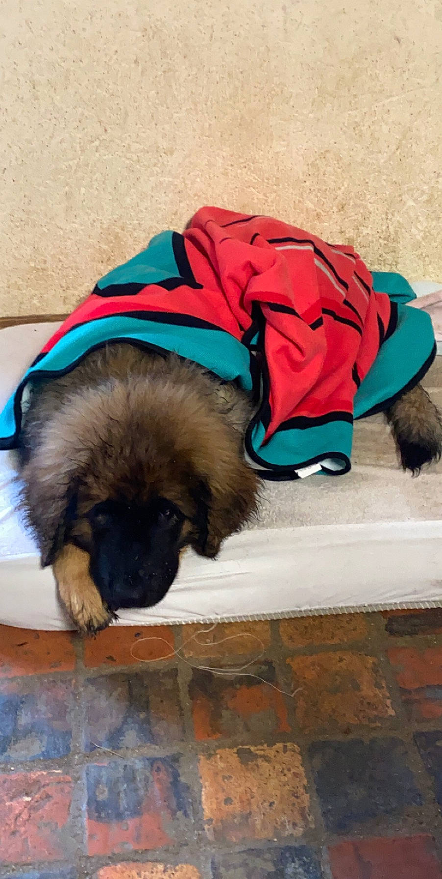 Léo participe au concours pour gagner de l'argent avec cette photo : brown, canidae, carnivore, comfort, companion_dog, dog, dog_breed, dog_supply, electric_blue, fashion_accessory, fawn, fur, hat, liver, mammal, snout, sporting_group, tints_and_shades, vertebrate, working_animal