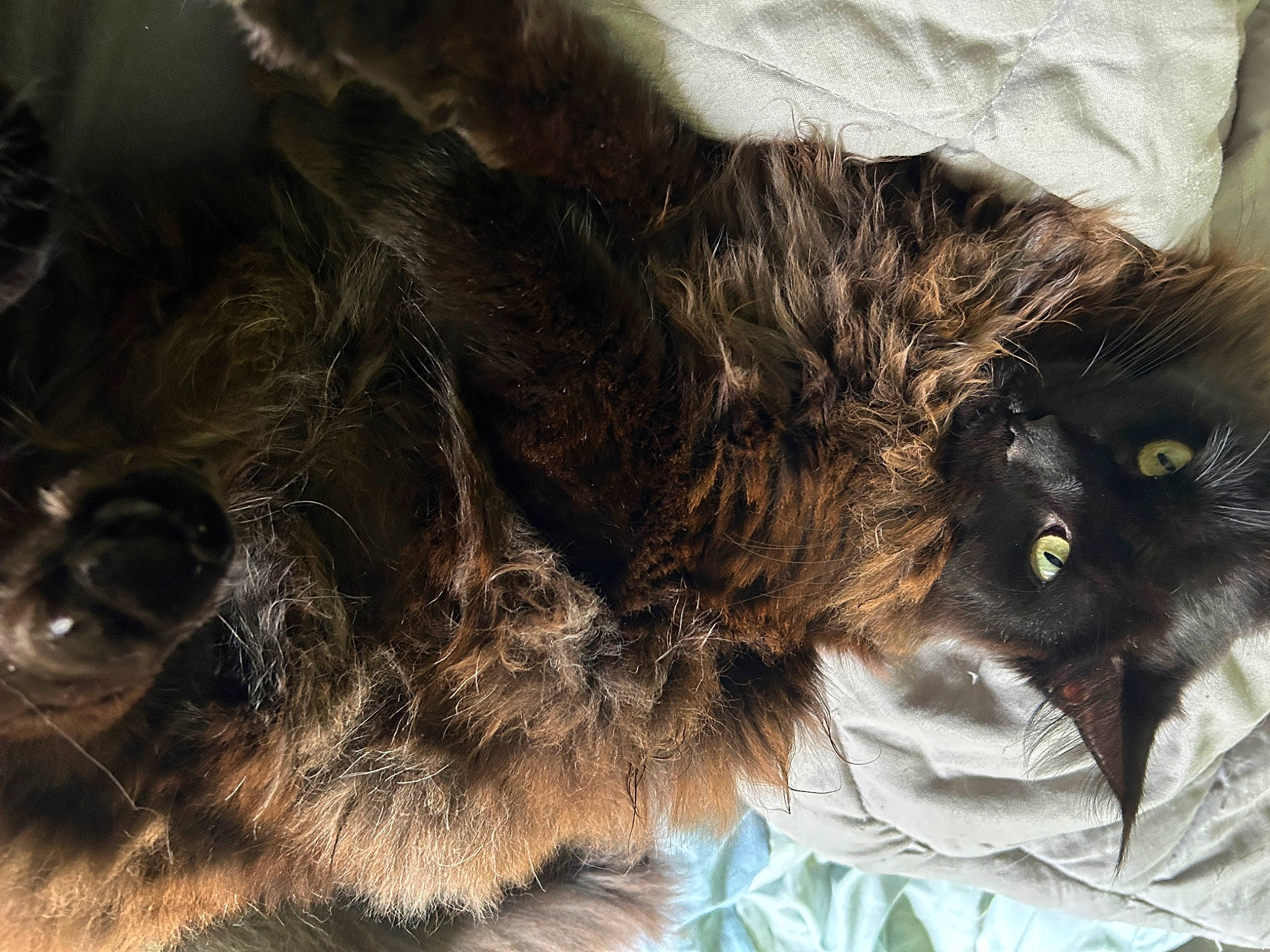 Zoro participe au concours pour gagner de l'argent avec cette photo : black_cat, brown, carnivore, cat, claw, comfort, domestic_short_haired_cat, felidae, fur, liver, paw, small_to_medium_sized_cats, tail, terrestrial_animal, whiskers