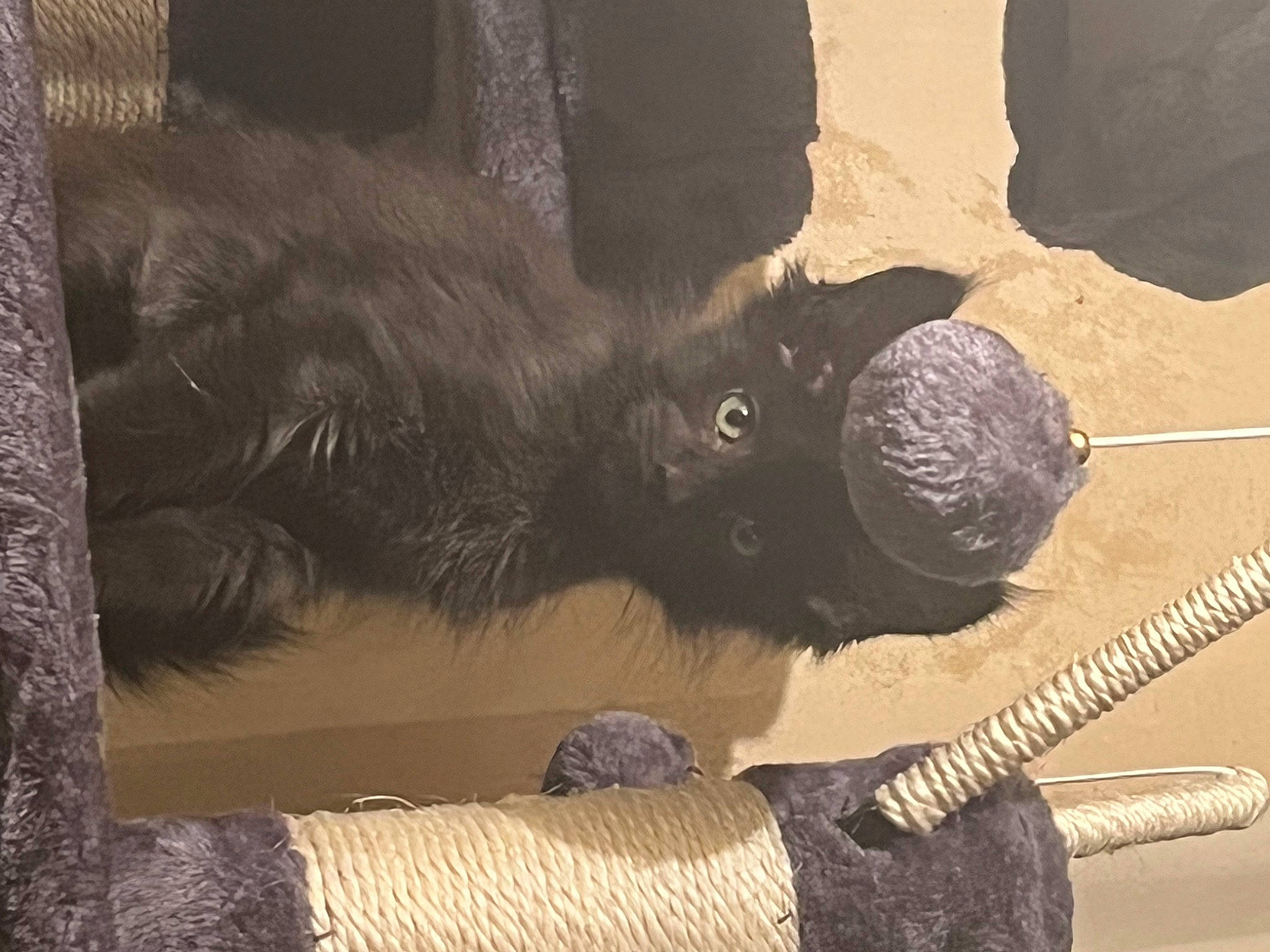 Zoro a rejoint le concours — aidez-le/la à gagner de superbes lots ! black_cat, claw, dog_breed, domestic_short_haired_cat, felidae, foot, fur, liver, paw, rope_rhythmic_gymnastics, small_to_medium_sized_cats, tail, terrestrial_animal, whiskers, wood, working_animal