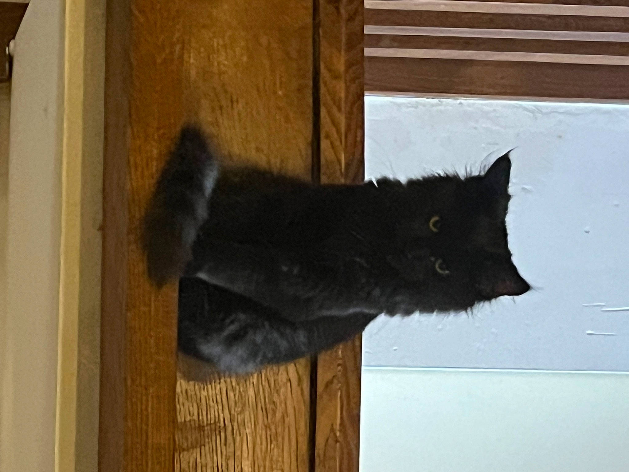 Zoro participe au concours pour gagner de l'argent avec cette photo : black_cat, carnivore, cat, domestic_short_haired_cat, felidae, flooring, fur, hardwood, small_to_medium_sized_cats, snout, tail, terrestrial_animal, whiskers, wood