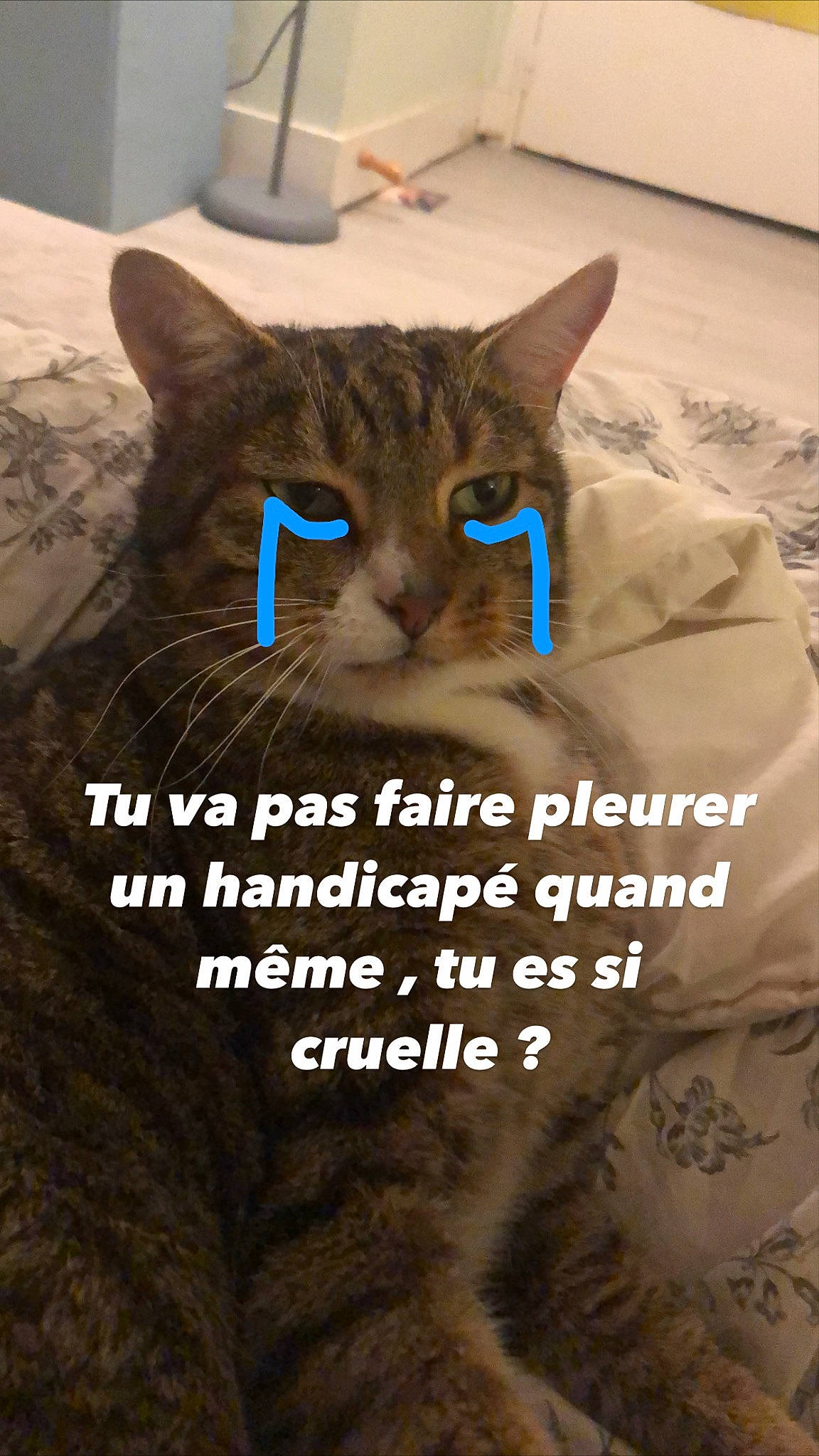 Poutinou a rejoint le concours — aidez-le/la à gagner de superbes lots ! carnivore, cat, cat_supply, comfort, domestic_short_haired_cat, felidae, font, fur, paper_towel, paw, pet_supply, photo_caption, plant, small_to_medium_sized_cats, snout, tail, terrestrial_animal, tree, whiskers, wildlife