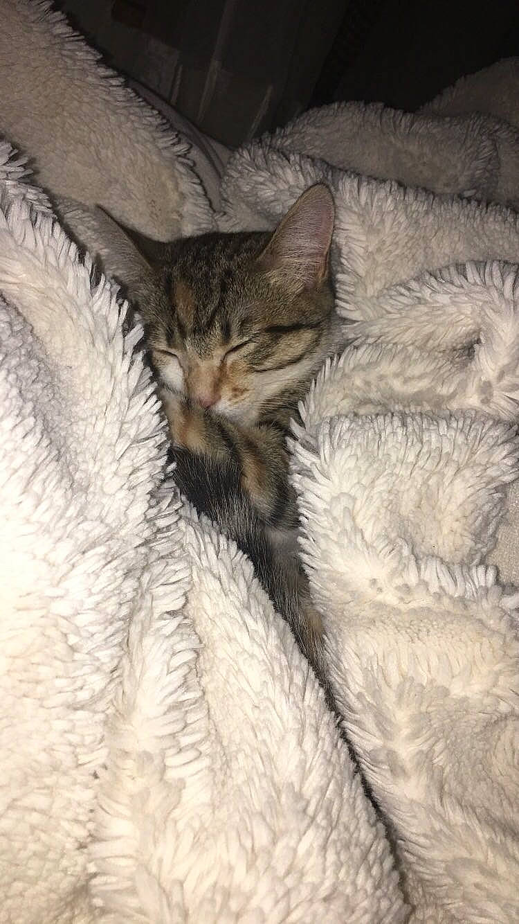 Poutinou participe au concours pour gagner de l'argent avec cette photo : carnivore, cat, claw, comfort, domestic_short_haired_cat, felidae, fur, nap, paw, plant, sleep, small_to_medium_sized_cats, snout, tail, terrestrial_animal, whiskers, wildlife