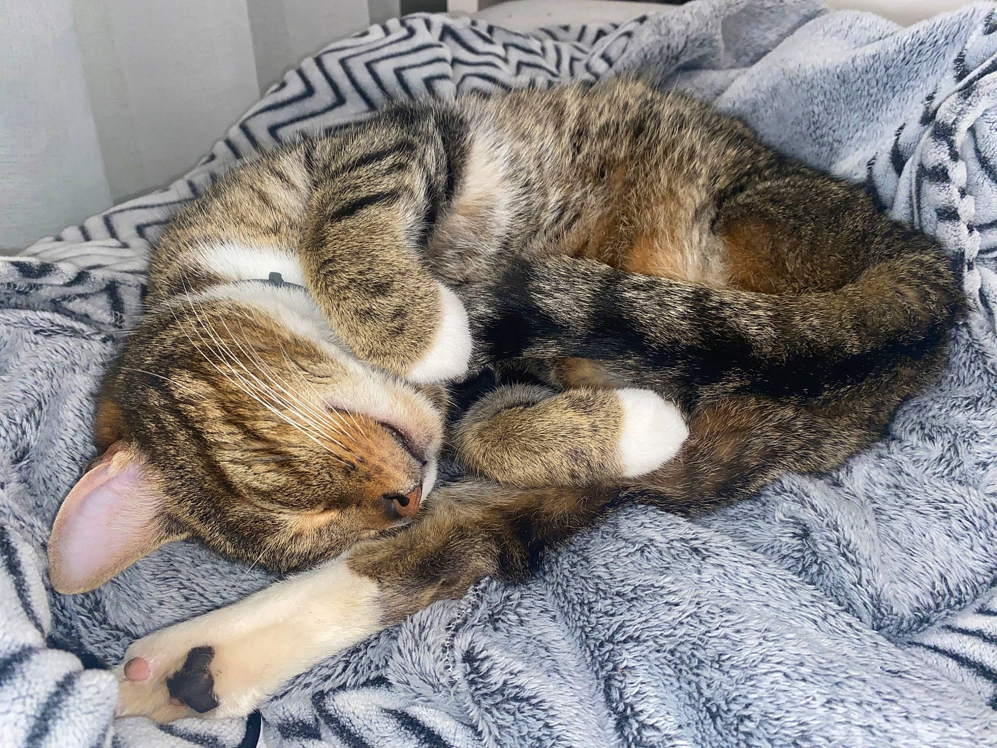 Poutinou a rejoint le concours — aidez-le/la à gagner de superbes lots ! blanket, carnivore, cat, claw, comfort, domestic_short_haired_cat, felidae, fur, grey, nap, paw, sleep, small_to_medium_sized_cats, snout, tail, terrestrial_animal, whiskers