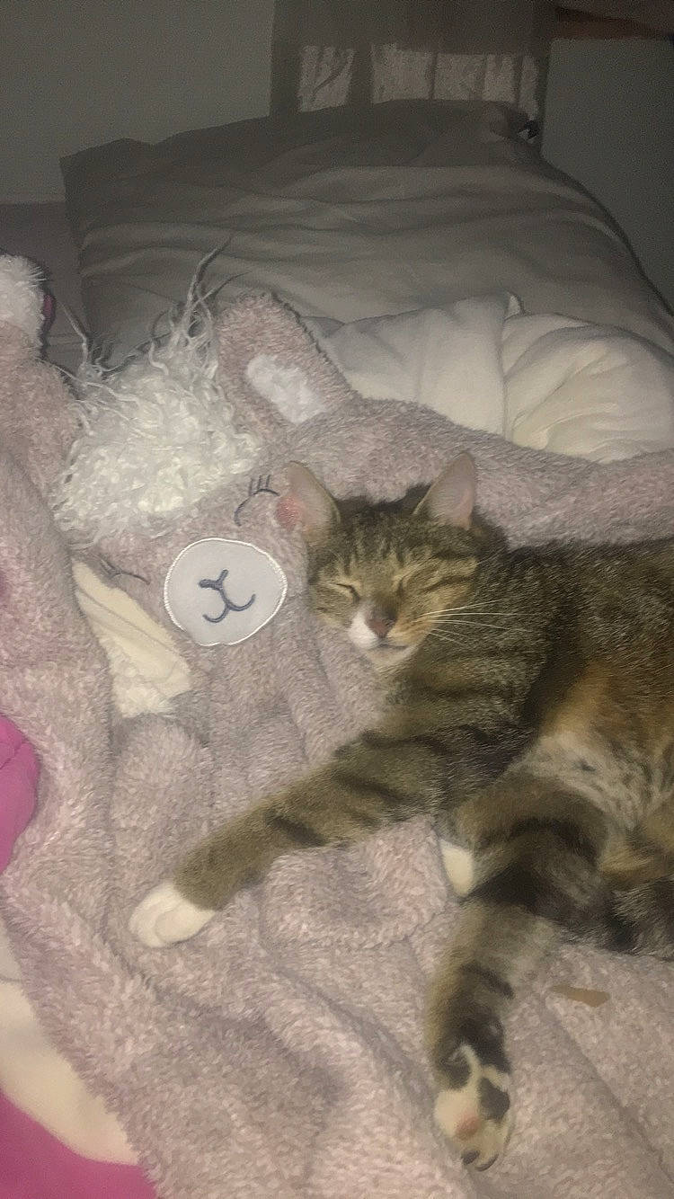 Poutinou participe au concours pour gagner de l'argent avec cette photo : bed, bedding, brown, carnivore, cat, comfort, domestic_short_haired_cat, fawn, felidae, fur, grey, linens, mammal, room, small_to_medium_sized_cats, stuffed_toy, tail, teddy_bear, textile, whiskers