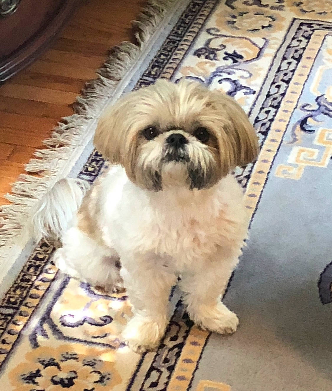 Bella is registered to the contest to win money with this photo: canidae, carnivore, companion_dog, dog, dog_breed, fawn, flooring, fur, liver, mal_shi, maltepoo, non_sporting_group, shih_tzu, small_terrier, snout, sporting_group, terrier, toy_dog, wood, working_animal
