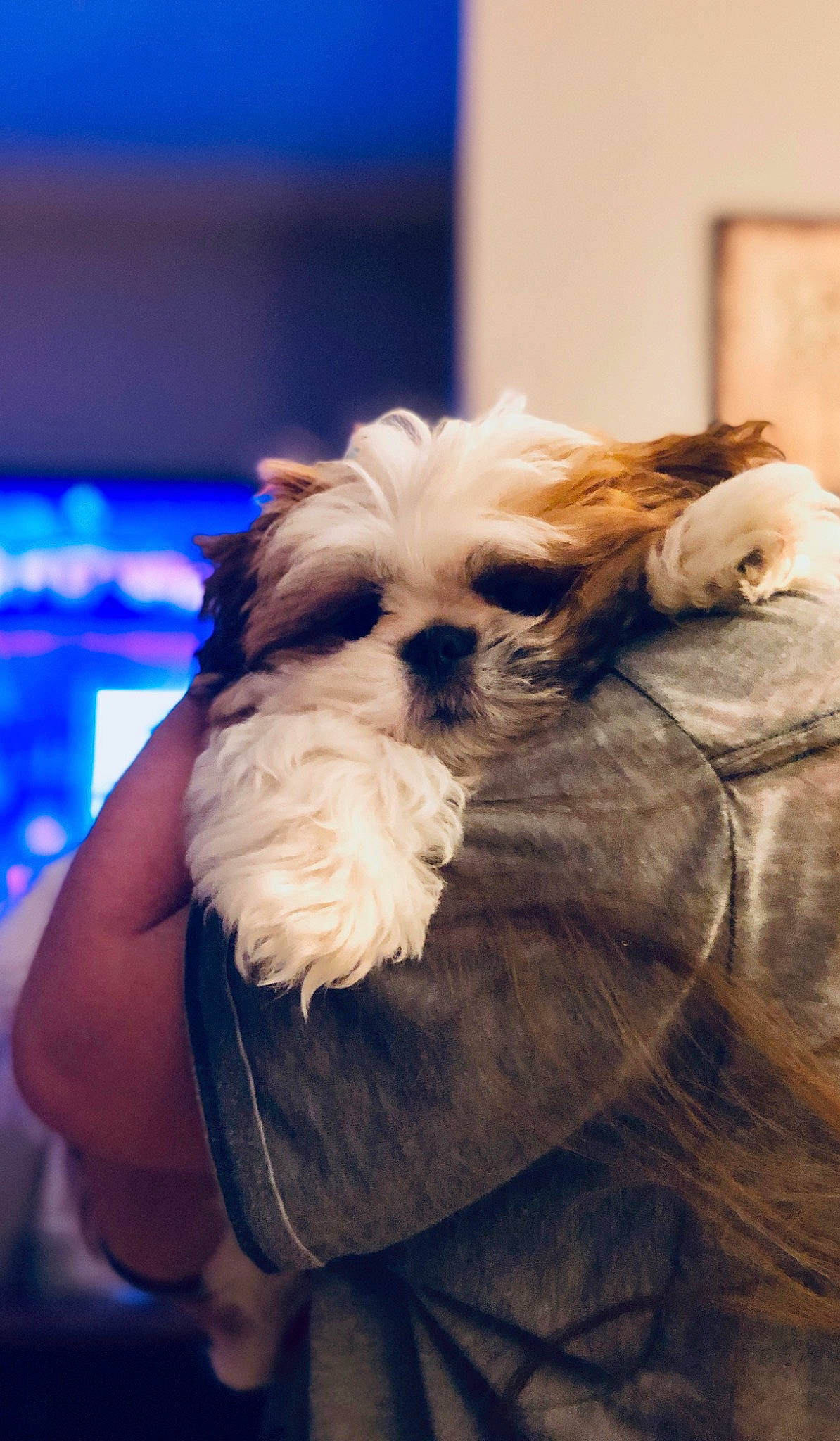 Millie joined the competition — help win amazing prizes! canidae, carnivore, chinese_imperial_dog, companion_dog, dog, dog_breed, fawn, fur, lowchen, maltepoo, mammal, morkie, non_sporting_group, pekapoo, puppy, rare_breed_dog, shih_tzu, snout, sporting_group, toy_dog