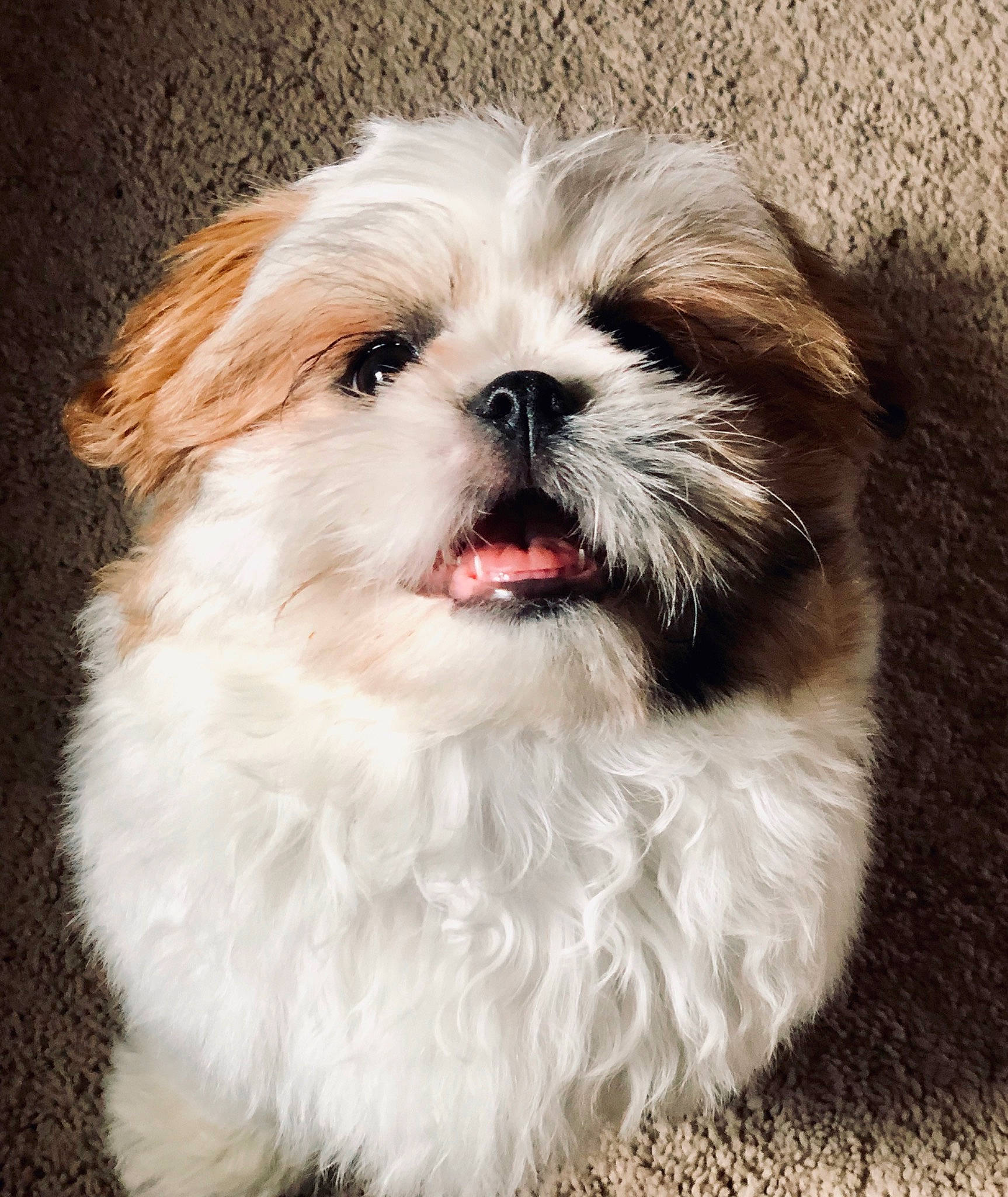Millie is registered to the contest to win money with this photo: canidae, carnivore, chinese_imperial_dog, companion_dog, dog, dog_breed, fur, kyi_leo, lhasa_apso, lowchen, mal_shi, maltepoo, mammal, pekapoo, puppy, rare_breed_dog, shih_tzu, snout, toy_dog, vertebrate