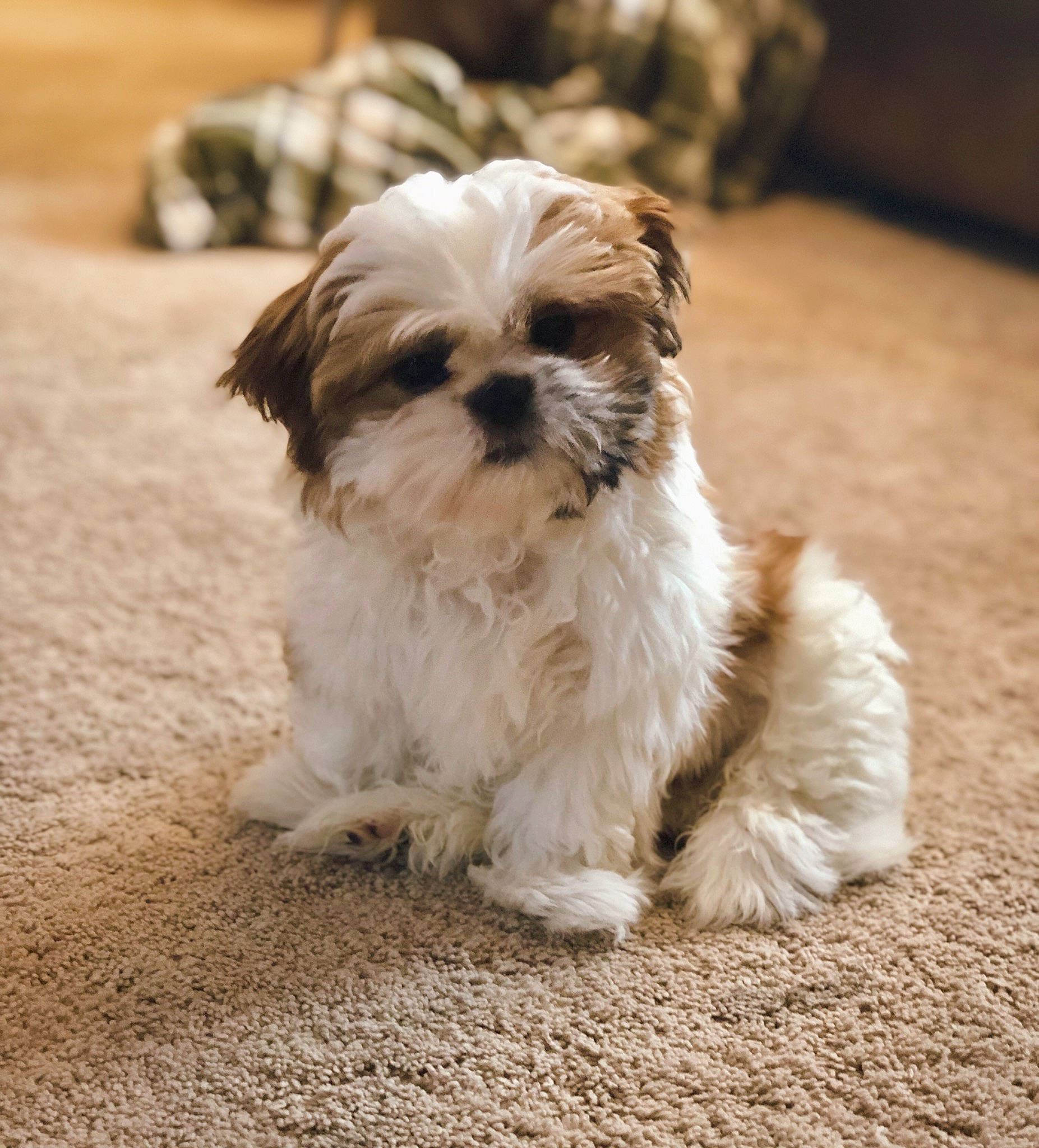 Millie joined the competition — help win amazing prizes! bolonka, canidae, carnivore, chinese_imperial_dog, companion_dog, dog, dog_breed, havanese, kyi_leo, lhasa_apso, lowchen, mal_shi, maltepoo, mammal, pekapoo, puppy, shih_poo, shih_tzu, toy_dog, vertebrate