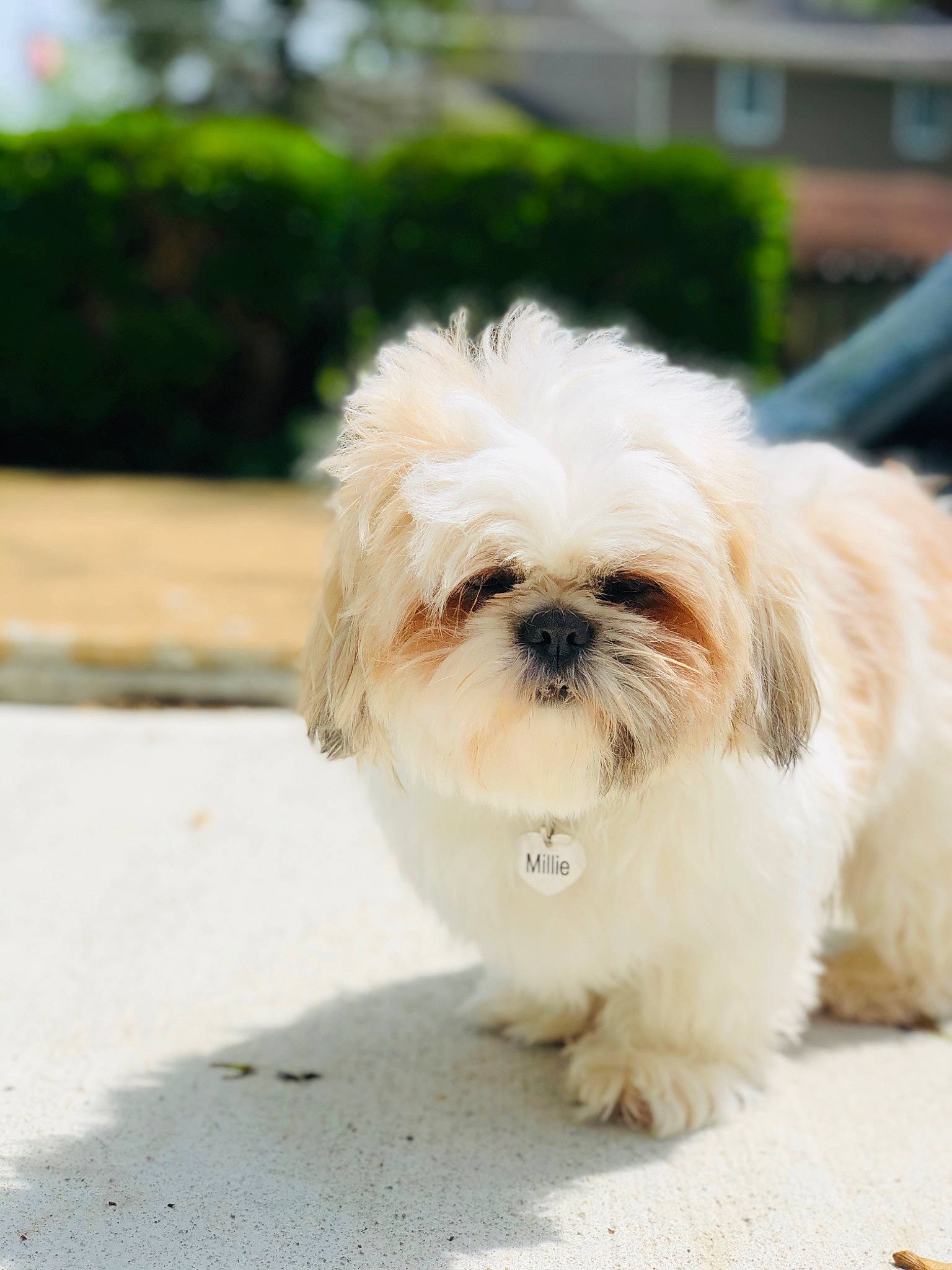 Millie joined the competition — help win amazing prizes! canidae, carnivore, chinese_imperial_dog, companion_dog, dog, dog_breed, fur, lhasa_apso, lowchen, maltepoo, mammal, non_sporting_group, pekapoo, puppy, rare_breed_dog, shih_tzu, snout, sporting_group, toy_dog, vertebrate