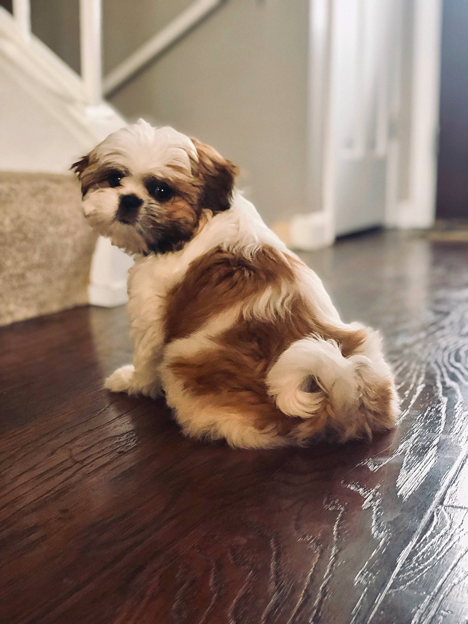 Millie is registered to the contest to win money with this photo: canidae, carnivore, cavachon, chinese_imperial_dog, companion_dog, dog, dog_breed, havanese, lhasa_apso, mal_shi, maltepoo, mammal, non_sporting_group, puppy, puppy_love, rare_breed_dog, shih_tzu, snout, sporting_group, toy_dog