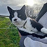 Neko a rejoint le concours — aidez-le/la à gagner de superbes lots ! cat, black_and_white, pet, animal, portrait, close_up, whiskers, green_field, outdoor, sunlight, cloudy_sky, countryside, person, arms, holding, collar, feline, ears, eyes, photography