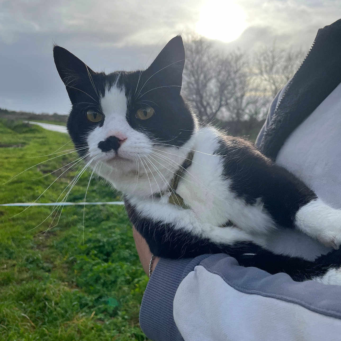 Neko a rejoint le concours — aidez-le/la à gagner de superbes lots ! cat, black_and_white, pet, animal, portrait, close_up, whiskers, green_field, outdoor, sunlight, cloudy_sky, countryside, person, arms, holding, collar, feline, ears, eyes, photography