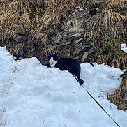 Neko participe au concours pour gagner de l'argent avec cette photo : cat, black_and_white, snow, winter, outdoors, mountain, rocky_terrain, grass, nature, leash, pet, animal, feline, sitting, staring, snowbank, hiking, adventure, portrait, landscape