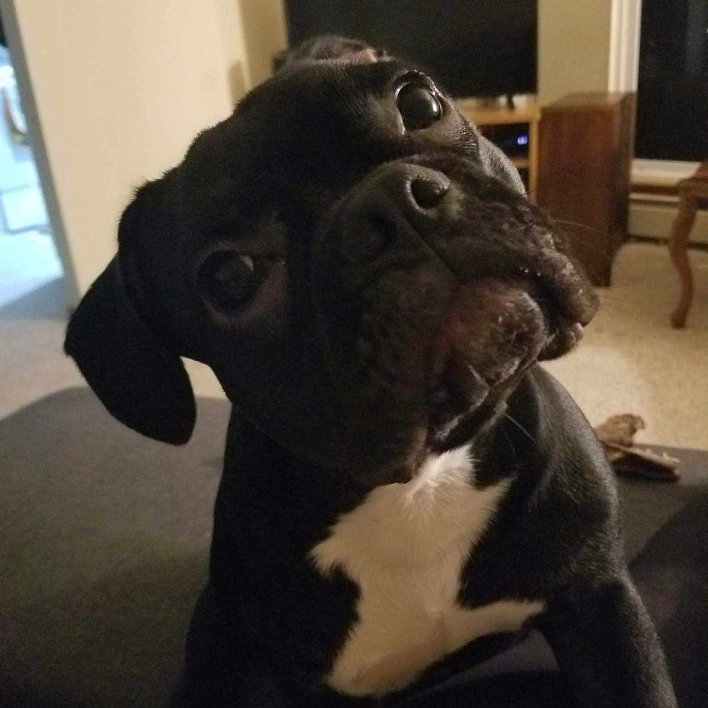 Stella Rose joined the competition — help win amazing prizes! animal, architecture, boxer, building, bulldog, canine, computerhardware, dog, electronics, frenchbulldog, furniture, hardware, indoors, livingroom, monitor, pet, puppy, room, screen, tv