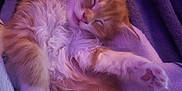 Blossom joined the competition — help win amazing prizes! animal, blanket, cozy, cute, domestic_cat, fluffy, fur, indoor, kitten, mammal, orange_fur, paw, pet, purple_light, relaxing, rest, sleep, sleeping, soft, white_fur