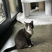 Chanel participe au concours pour gagner de l'argent avec cette photo : abyssinian, angora, animal, blackcat, cat, door, egyptiancat, homedecor, kitten, manx, pet, siamese, slate, window, windowsill