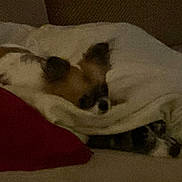 Sweetpea joined the competition — help win amazing prizes! dog, blanket, couch, pillow, indoor, cozy, sleeping, pet, fur, snuggled, resting, brown, white, soft, relaxing, home, animal, canine, comfort, warm