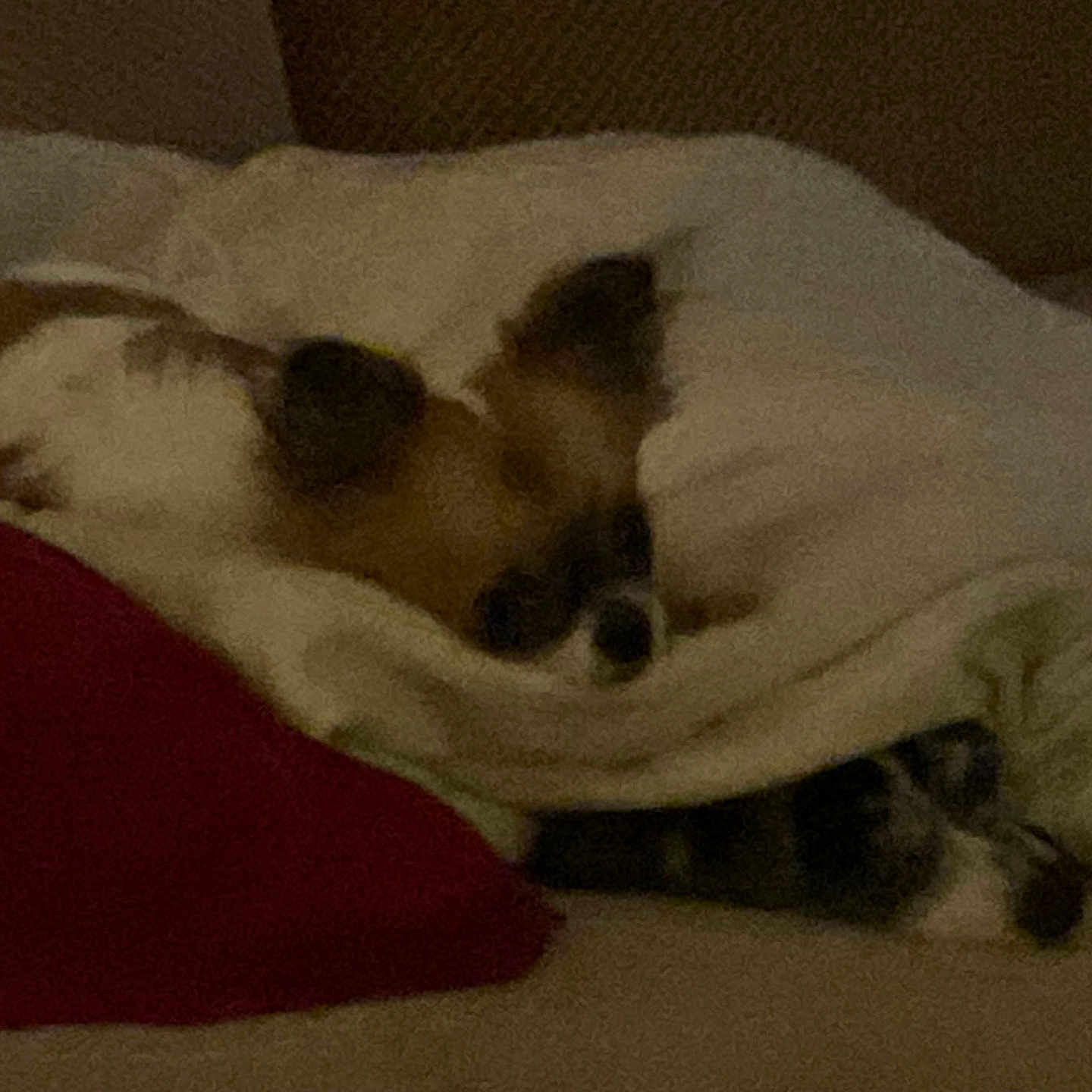 Sweetpea