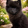 puppy, black_dog, fluffy, cute, pet, outdoor, flowers, garden, nature, stone_path, animal, young_dog, fur, portrait, sitting, greenery, spring, adorable, small_dog, background_blur