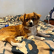 Ace is registered to the contest to win money with this photo: dog, bed, brown, white, indoor, pet, lying_down, looking, fur, ears, tail, comfort, home, animal, canine, cute, resting, bedspread, patterned, small