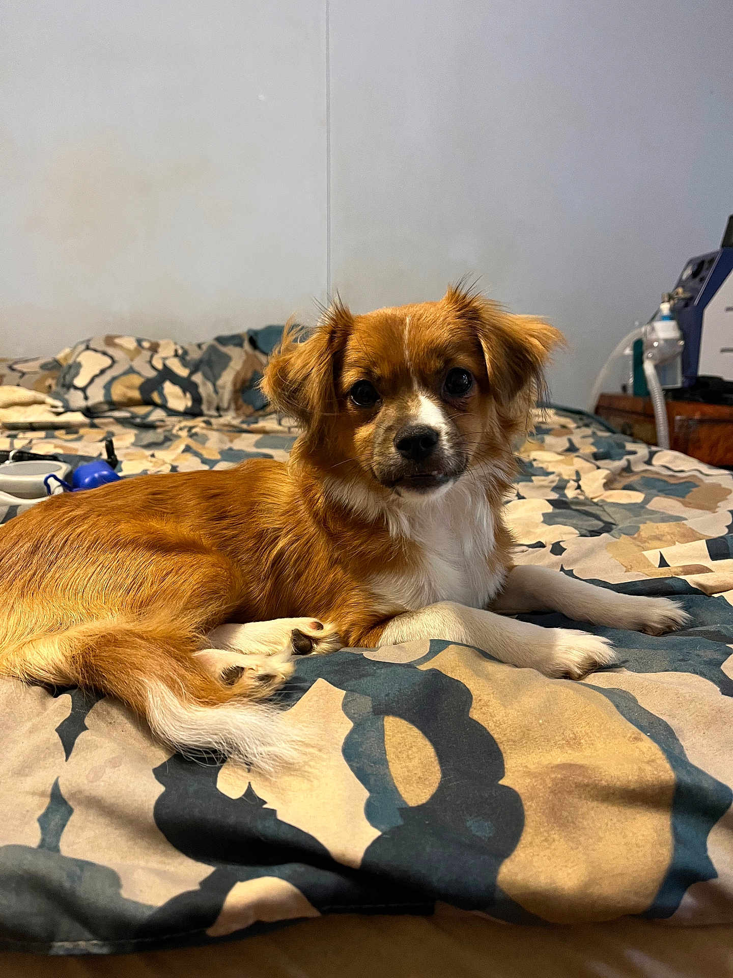 Ace is registered to the contest to win money with this photo: dog, bed, brown, white, indoor, pet, lying_down, looking, fur, ears, tail, comfort, home, animal, canine, cute, resting, bedspread, patterned, small