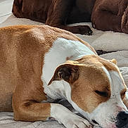Una a rejoint le concours — aidez-le/la à gagner de superbes lots ! dog, sleeping, brown, white, pet, animal, resting, cozy, blanket, indoor, paw, closeup, fur, canine, domestic, companion, relaxation, cute, quiet, peaceful