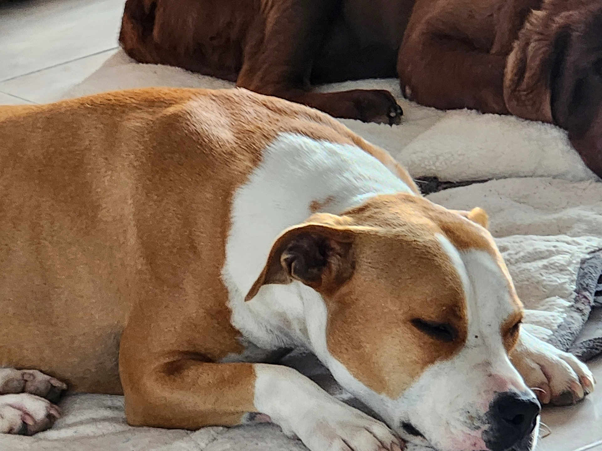Una a rejoint le concours — aidez-le/la à gagner de superbes lots ! dog, sleeping, brown, white, pet, animal, resting, cozy, blanket, indoor, paw, closeup, fur, canine, domestic, companion, relaxation, cute, quiet, peaceful