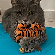 Omer a rejoint le concours — aidez-le/la à gagner de superbes lots ! cat, gray_cat, tabby_cat, pet, animal, plush_toy, orange_toy, striped_toy, blue_surface, indoor, feline, cute, clutching, paws, whiskers, ears, fur, toy, playful, closeup