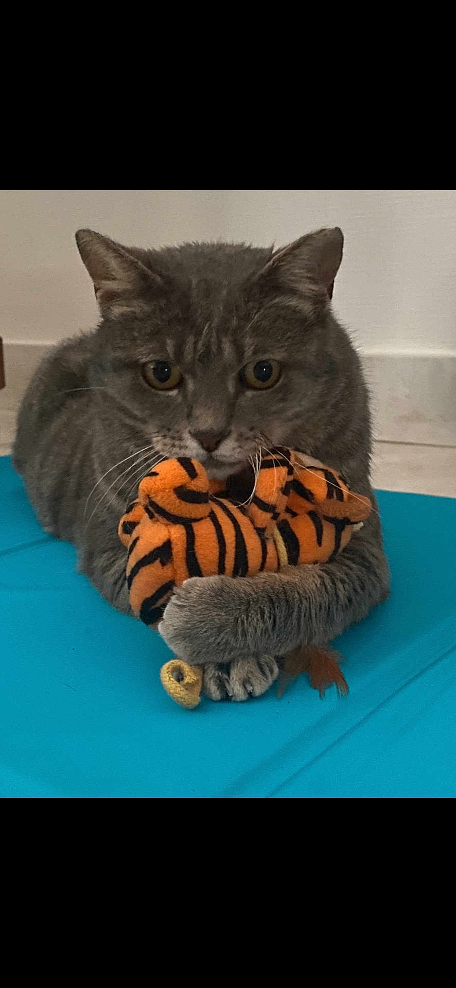 Omer a rejoint le concours — aidez-le/la à gagner de superbes lots ! cat, gray_cat, tabby_cat, pet, animal, plush_toy, orange_toy, striped_toy, blue_surface, indoor, feline, cute, clutching, paws, whiskers, ears, fur, toy, playful, closeup