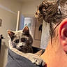 cat, gray_cat, pet, animal, indoor, person, shoulder, hoodie, paw, ear, hair_bun, curious, close_up, blurred_background, domestic, cute, feline, companionship, home, soft_lighting