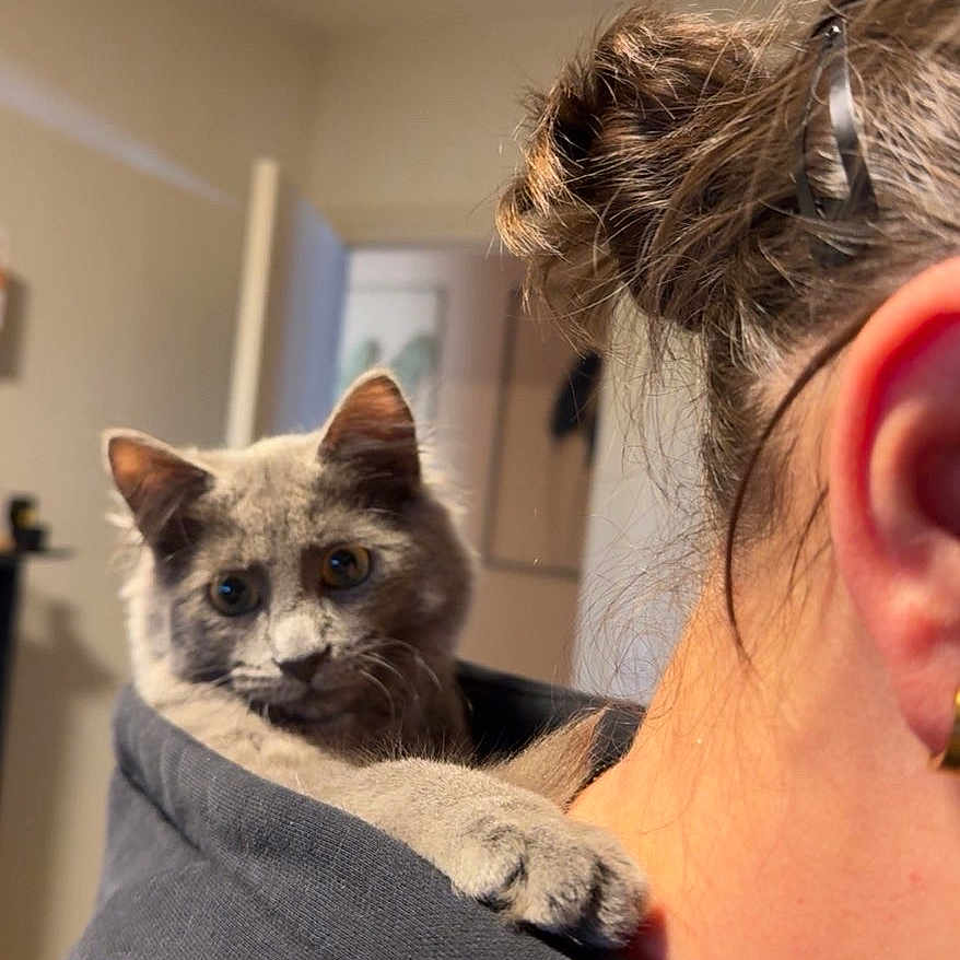 Stormie a rejoint le concours — aidez-le/la à gagner de superbes lots ! cat, gray_cat, pet, animal, indoor, person, shoulder, hoodie, paw, ear, hair_bun, curious, close_up, blurred_background, domestic, cute, feline, companionship, home, soft_lighting