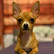 Rozie joined the competition — help win amazing prizes! alert, animal, blurred_background, brown, chihuahua, close_up, companion, cute, dog, domestic_animal, ears, focus, indoor, looking_at_camera, lying_down, paws, pet, portrait, small_dog, white_markings