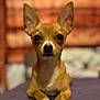 alert, animal, blurred_background, brown, chihuahua, close_up, companion, cute, dog, domestic_animal, ears, focus, indoor, looking_at_camera, lying_down, paws, pet, portrait, small_dog, white_markings