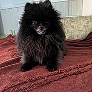 Chouchou participe au concours pour gagner de l'argent avec cette photo : animal, black_fur, blanket, couch, cozy, cute, dog, face, fluffy, fur, furniture, home, indoor, pet, pomeranian, portrait, sitting, small_dog, tongue_out, window
