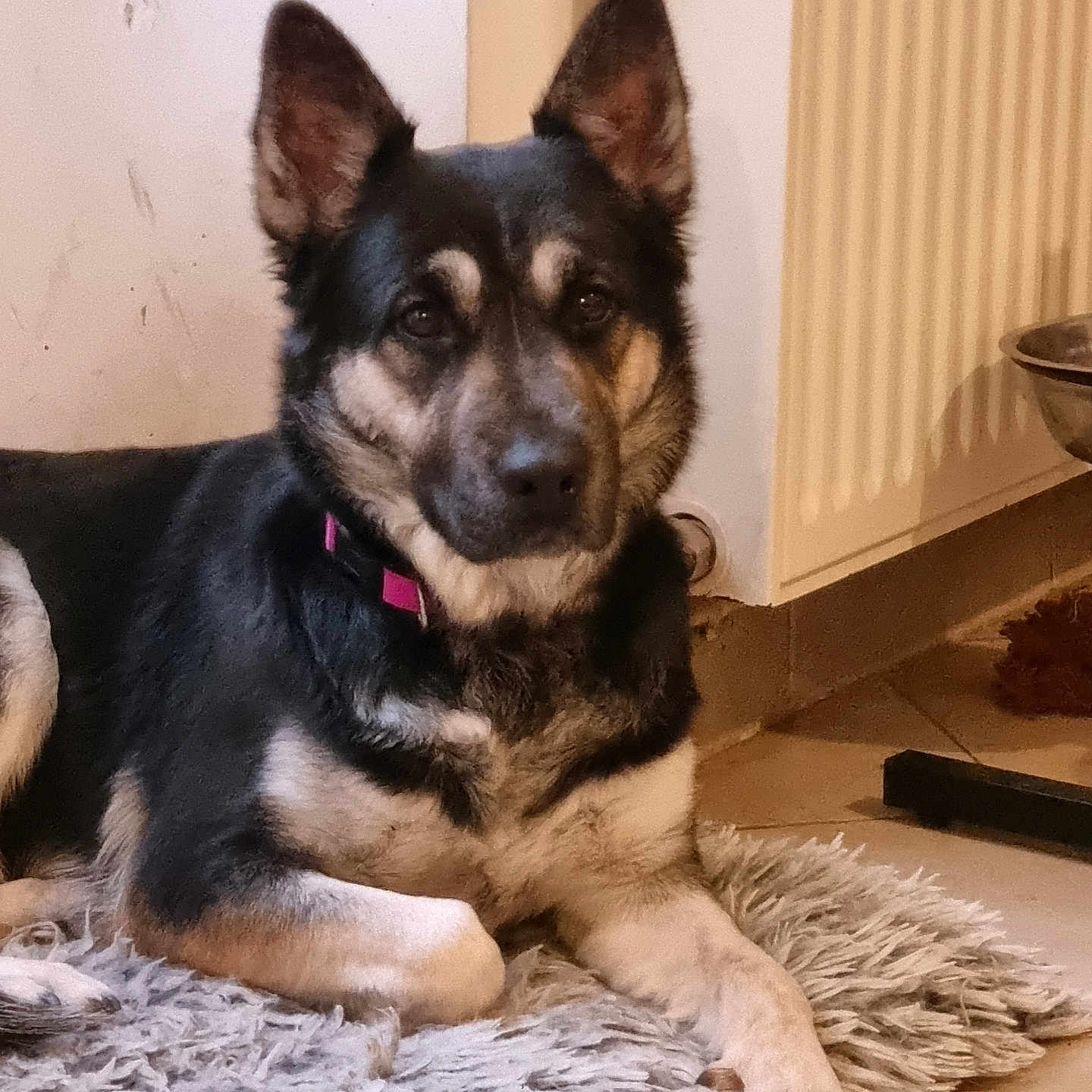 Naya participe au concours pour gagner de l'argent avec cette photo : accessories, animal, appliance, canine, cockerspaniel, collar, device, dog, door, electricaldevice, germanshepherd, homedecor, hound, husky, indoors, interiordesign, pet, puppy, radiator, wood