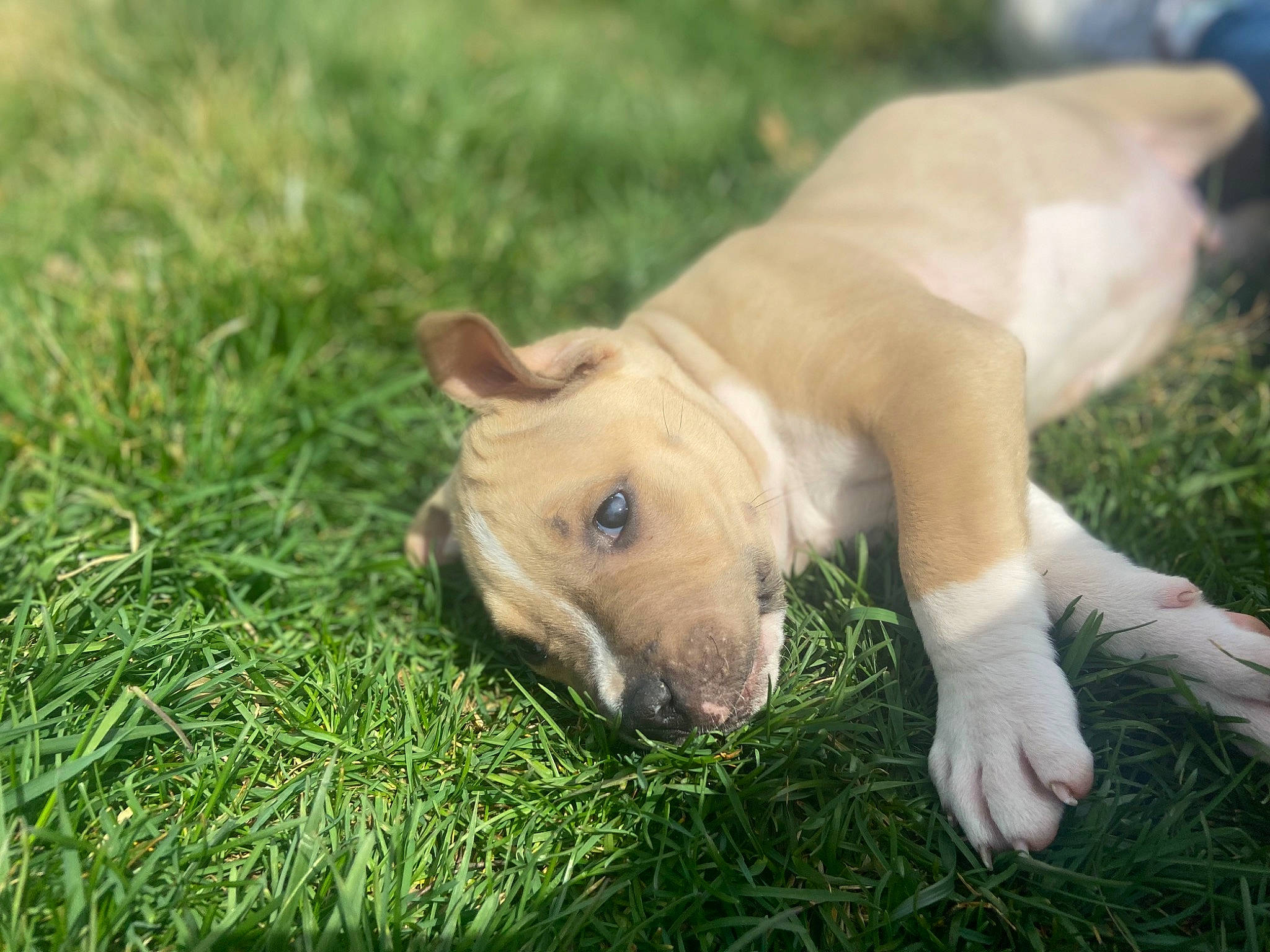 Gus joined the competition — help win amazing prizes! canidae, carnivore, companion_dog, dog, dog_breed, dogo_guatemalteco, fawn, grass, grassland, guard_dog, non_sporting_group, pasture, plant, puppy, snout, sporting_group, tail, terrestrial_animal, whiskers, working_animal