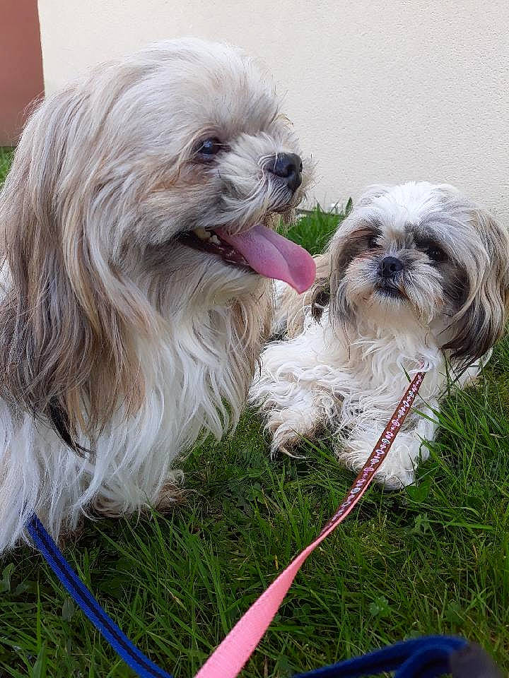 Mooki participe au concours pour gagner de l'argent avec cette photo : canidae, carnivore, chinese_imperial_dog, companion_dog, dog, dog_breed, havanese, kyi_leo, lhasa_apso, lowchen, maltepoo, mammal, non_sporting_group, petit_basset_griffon_vendeen, rare_breed_dog, shih_tzu, sporting_group, tibetan_terrier, toy_dog, vertebrate