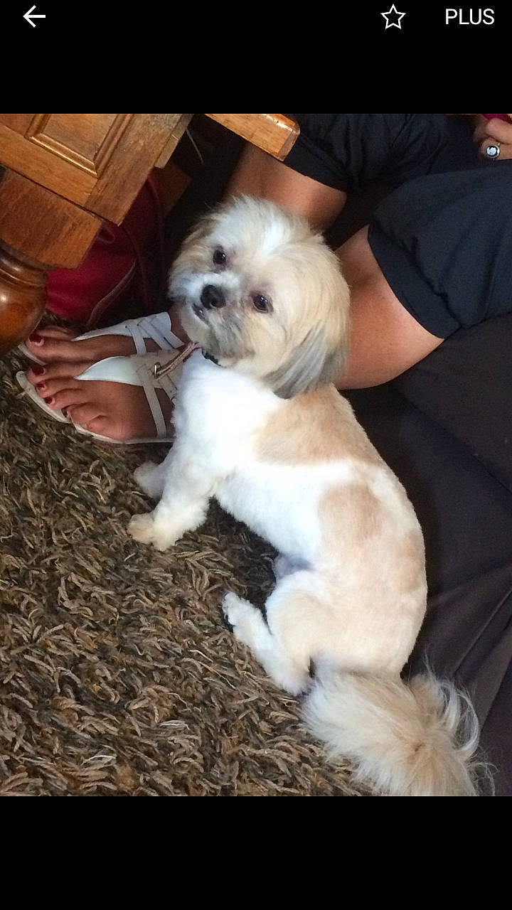 Mooki a rejoint le concours — aidez-le/la à gagner de superbes lots ! bolonka, canidae, carnivore, cavachon, companion_dog, dog, dog_breed, havanese, kyi_leo, lhasa_apso, maltepoo, maltese, mammal, puppy, puppy_love, rare_breed_dog, shih_tzu, sporting_group, tibetan_terrier, vertebrate