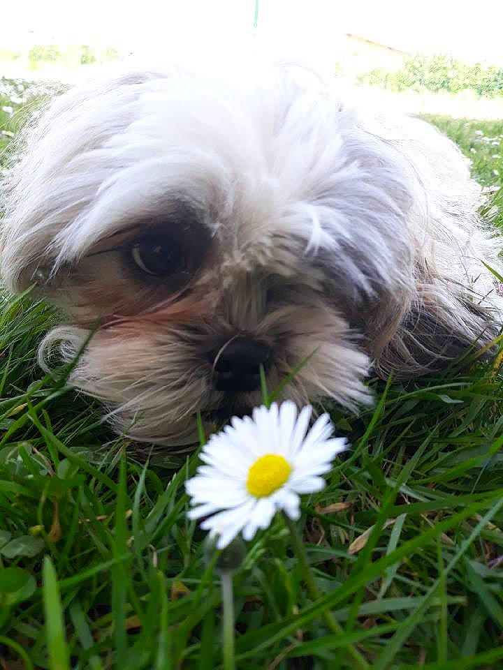 Mooki a rejoint le concours — aidez-le/la à gagner de superbes lots ! canidae, carnivore, chinese_imperial_dog, companion_dog, dog, dog_breed, grass, havanese, kyi_leo, lhasa_apso, lowchen, maltese, mammal, petit_basset_griffon_vendeen, plant, puppy, shih_tzu, snout, tibetan_terrier, toy_dog