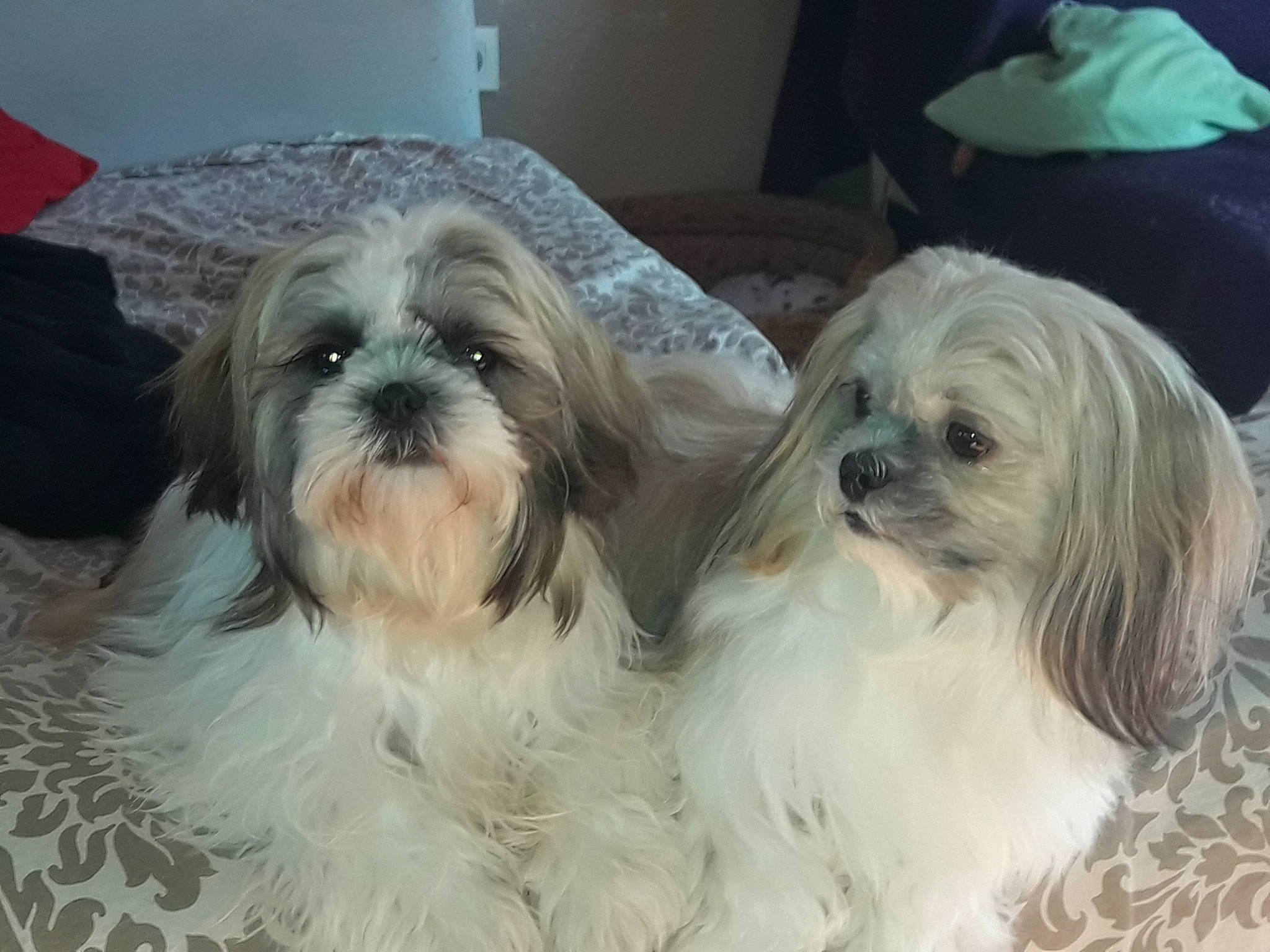 Mooki a rejoint le concours — aidez-le/la à gagner de superbes lots ! bolonka, canidae, carnivore, chinese_imperial_dog, companion_dog, dog, dog_breed, havanese, kyi_leo, lhasa_apso, lowchen, maltepoo, mammal, non_sporting_group, pekapoo, shih_tzu, snout, tibetan_terrier, toy_dog, vertebrate