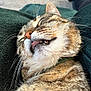 Oslo a rejoint le concours — aidez-le/la à gagner de superbes lots ! cat, tabby_cat, close_up, sleeping, tongue_out, whiskers, fur, pet, domestic_animal, relaxed, cozy, blanket, indoor, animal_portrait, cute, feline, resting, brown, soft, collar