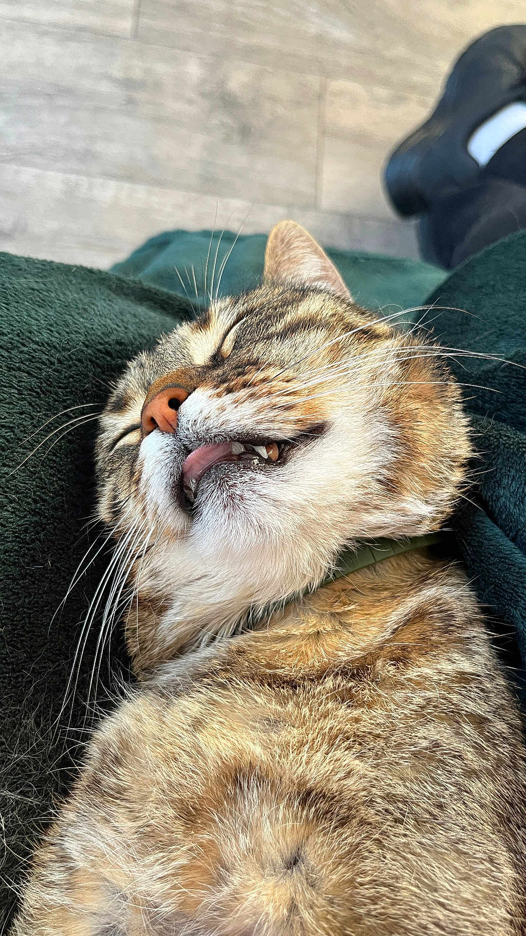 Oslo a rejoint le concours — aidez-le/la à gagner de superbes lots ! cat, tabby_cat, close_up, sleeping, tongue_out, whiskers, fur, pet, domestic_animal, relaxed, cozy, blanket, indoor, animal_portrait, cute, feline, resting, brown, soft, collar