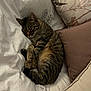 cat, tabby, sleeping, bed, pillow, cozy, fur, domestic_animal, resting, cute, animal, pet, indoor, soft, blanket, relaxing, whiskers, striped, comfortable, nap
