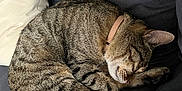 Oslo a rejoint le concours — aidez-le/la à gagner de superbes lots ! animal, cat, collar, couch, cozy, curled_up, domestic, feline, fur, indoor, mammal, pet, pillow, quiet, relaxed, resting, sleeping, striped, tabby, whiskers