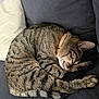 cat, tabby, sleeping, curled_up, collar, couch, pillow, domestic, pet, feline, striped, fur, whiskers, relaxed, indoor, cozy, resting, animal, mammal, quiet