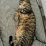 cat, tabby, feline, pet, sleeping, resting, cushion, gray, indoor, cozy, fur, whiskers, tail, relaxed, paw, animal, cute, mammal, comfort, home